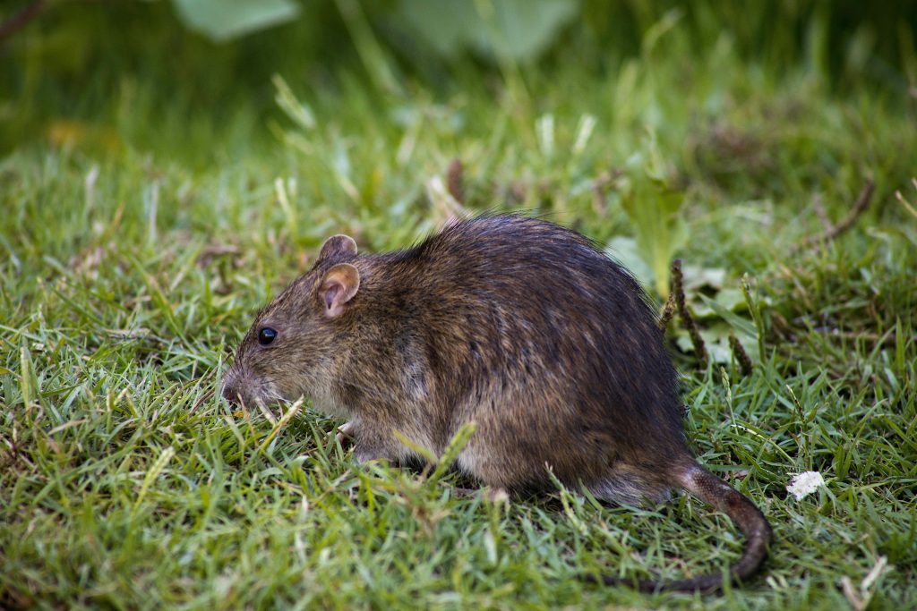 Close-up of a brown rat foraging on green grass outdoors.